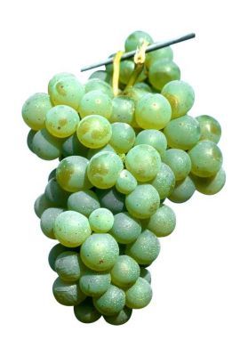 Winogrona na wagę